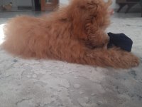 Enerji Bombası Safkan Poodle