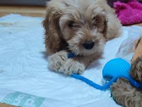 3 Aylık Dişi Ve Erkek Poodle