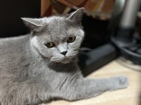 Birbirine Alışkın İki Safkan Dost Kediler Yeni Yuvalarını Arıyor