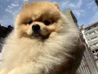 Pomeranian boo pasaport ve eğitimli satılık