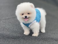 Ayı Surat Pomeranian Boo Yavrular