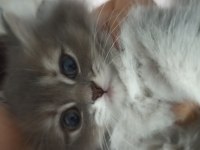 60 Günlük Sağlıklı Yavru Kediler