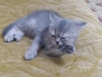 2 Aylık Yavru British Shorthair