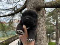 Amerikan Akita Safkan Yavrular