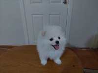 2.5 aylık pomeranian boo/güney kore üretimi/karne ve mikro çipi size ait olacaktır