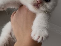 British Shorthair Kedilerimize Güzel Bakabilecek Aile Arıyoruz