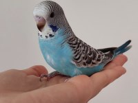 Öğretmenden Evde Beslenen Temiz Bakımlı Muhabbet Kuşları