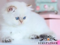 İpeksi Tüylü Silver British Longhair