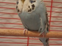 Show Jumbo Muhabbet Kuşu