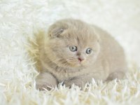 Topaç Kafa Lilac Scottish Fold