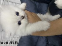 Scottish Fold 2 Dişi 1 Erkek