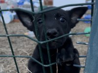 Erkek siyah belçika kurdu