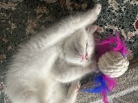 Çok Oyuncu Erkek Scottish Bebeğimiz