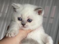 British Shorthair Lilac Ve Beyaz Yavru Kedilerime Yuva Arıyorum