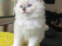 Safkan ragdoll yavrular