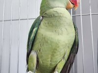 Erkek Ve Dişi Alexander Papağanı (İskender Papağanı)