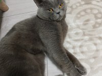 Sevimli insan canlısı uyumlu erkek kedi