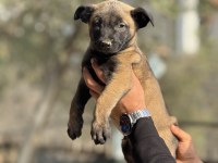 A Kalite Malinois Yavruları