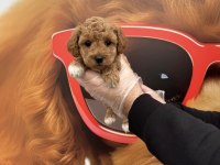 Irk Garantili Toy Poodle Yavrularımız