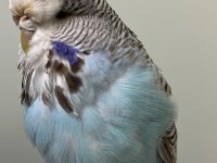 Anaç Muhabbet Kuşu