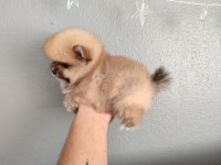 Pomeranian Teddy