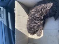 Çikolata Rengi Toy Poodle 2 Aylık