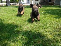 Belçika Malinois Yavrusu