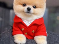 Teacup Boy Teddy Bear Garantili Pomeranian Yavrularım