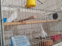 Yeme Düşmüş Yavru Sultan Papağanlar