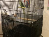 Bir Yaşında Dişi Evcil Alexander (İskender Papağanı)