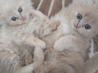 Yumuş iran kedileri