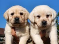 A Kalite Labrador Yavrularımız