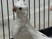 Yeni yeme düşmüş sultan papağanları