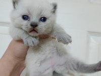 Kedilerimiz Yeni Yuvalarını Arıyorlar