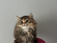 Güzeller Güzeli Dişi British Longhair