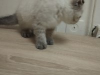 2 Aylık Kedimiz Sütten Kesildi