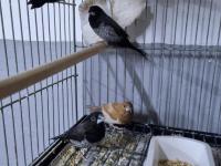 Şok Kampanya Vasıflı Mokka Kuşlar