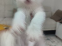 Yavru Kedilerimiz Yeni Yuvaları İçin Hazır