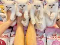 British Shorthair Yavruları