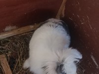 1+1 Lop Anaç Tavşanlar