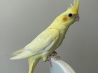 Sultan papağanı sahiplendirilecektir