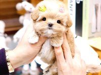 Toy poodle yavrularımız