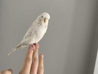 Muhabbet Kuşu Çift