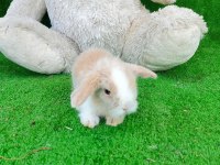 Hollanda Teddy Lop Tavşan Yavrularımız İçin Ulaşın