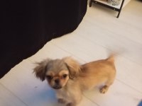 3 Aylık Dişi Pekinez