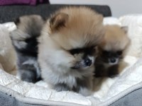 Şampiyon Babadan Erkek Dişi Pomeranian Yavrular