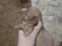 Her İle Sorunsuz Poodle Gönderim Vardır