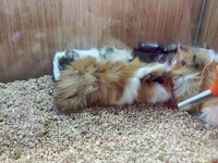 Guinea Pigler Veteriner Teknikerinden