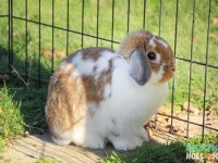 Hollanda Lop Tavşan Yetiştiriciliği