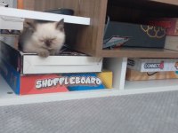 2 Aylık İran Kedisi